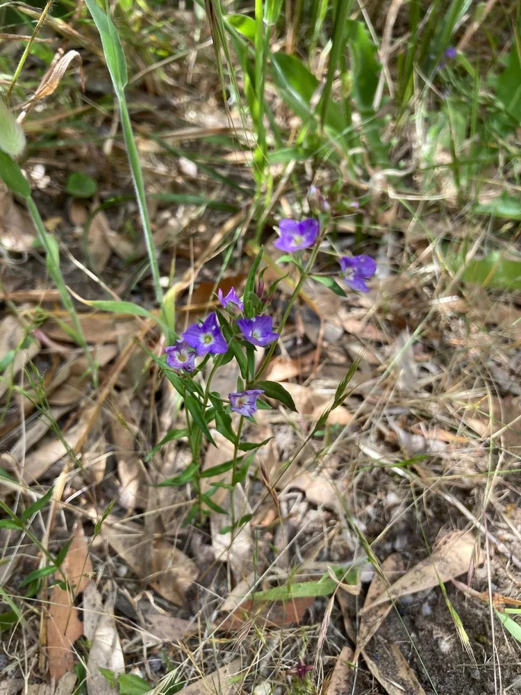 Slender Speedwell — Sandy Point, Victoria