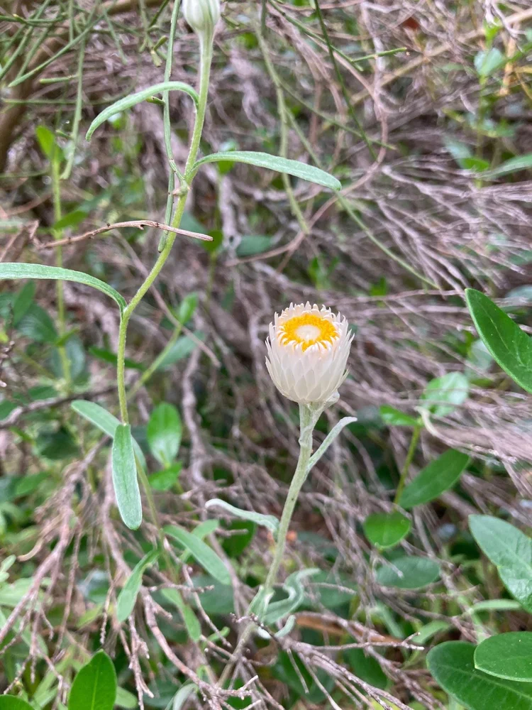 Satin Everlasting — Sandy Point, Victoria