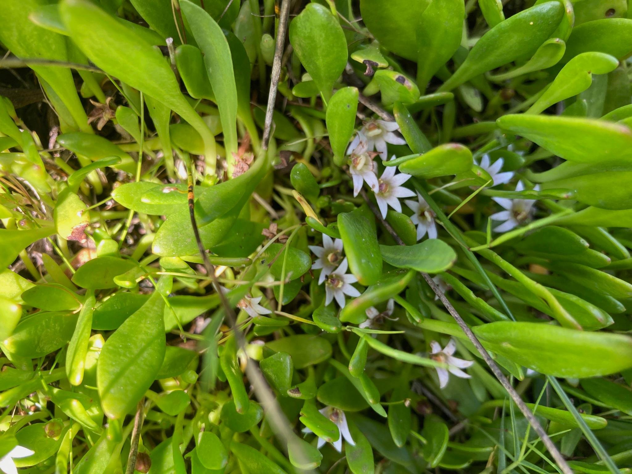 Shiny Swamp-mat — Sandy Point, Victoria