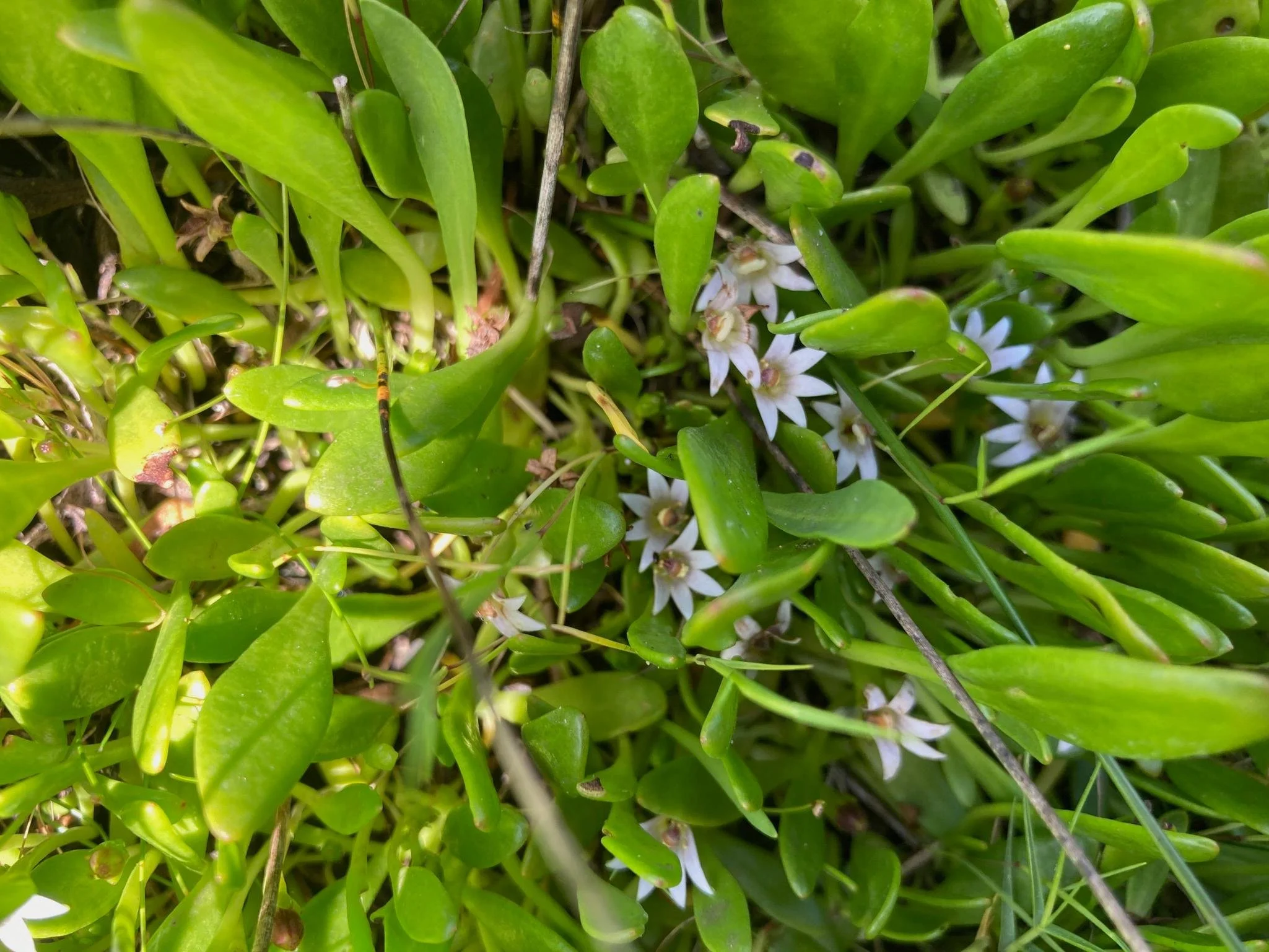 Shiny Swamp-mat — Sandy Point, Victoria