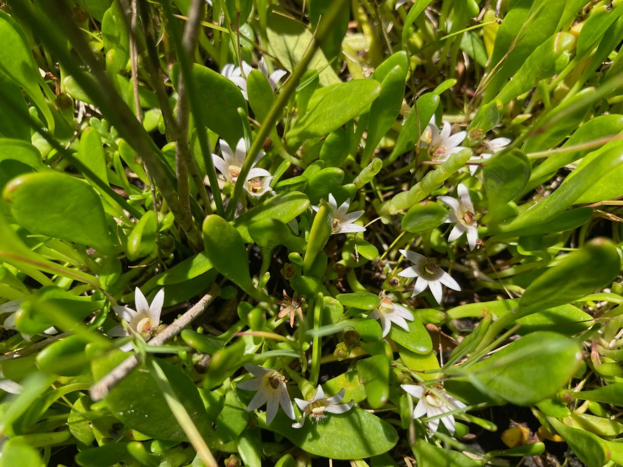 Shiny Swamp-mat — Sandy Point, Victoria