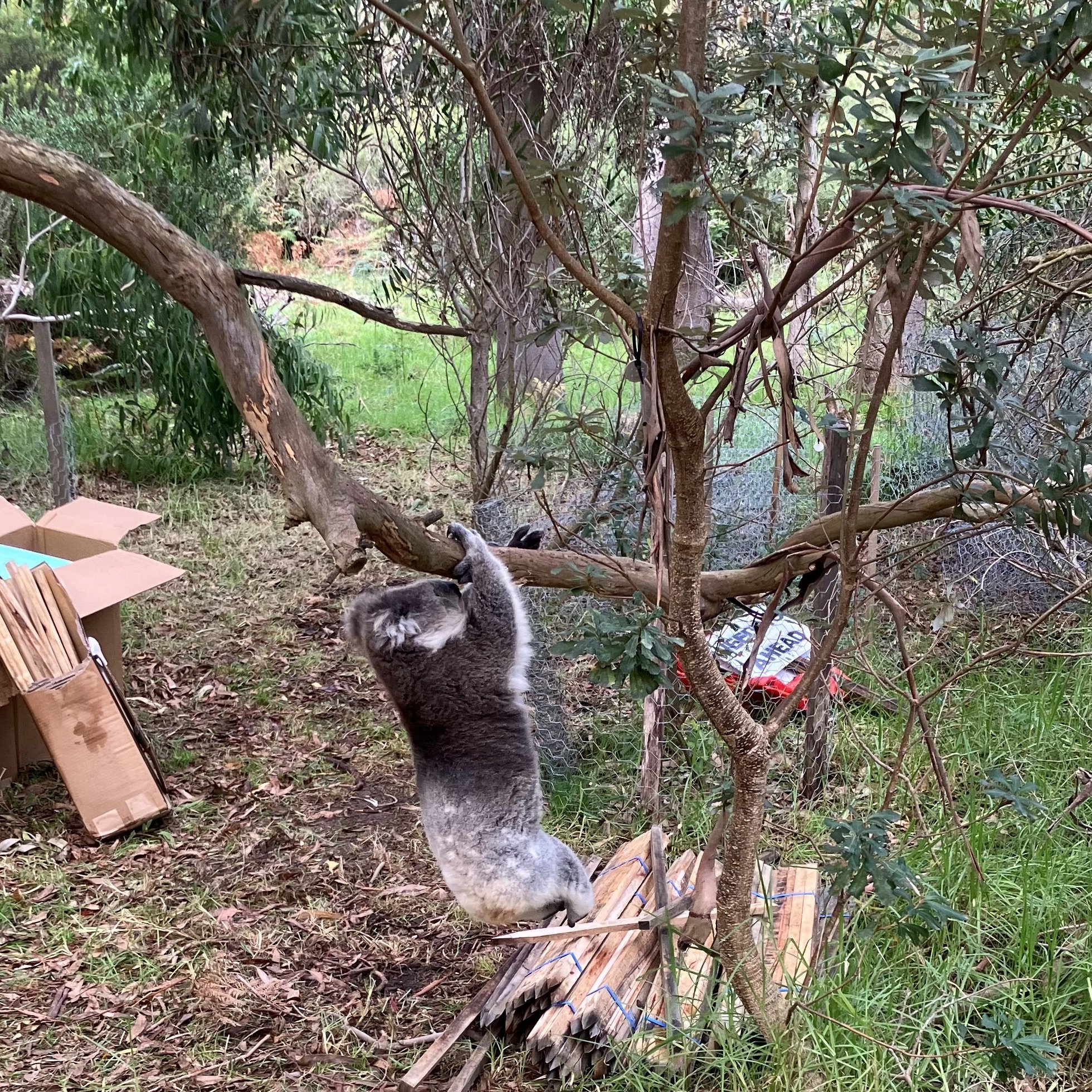 A special guest joined the volunteers at the planting day for the Coast Banksia Woodland Project. Check out all the natives newly planted along the Roy Henderson Trail.  Well done to all the helpers, and a special congratulations to Cherry and Henri 