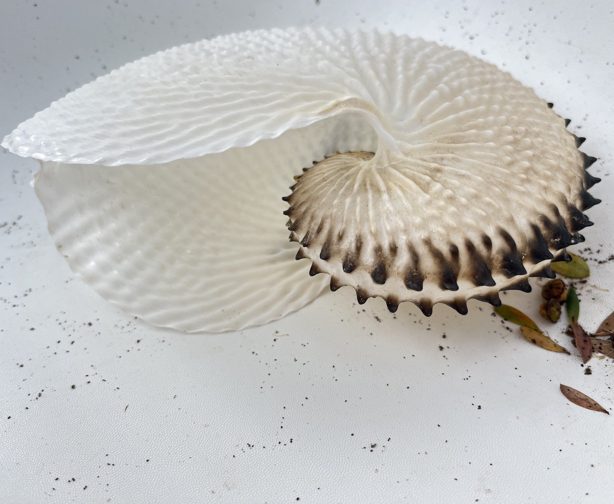This exquisite Paper Nautilus was found recently on the spit by a very lucky local.  It is actually the shell, or eggcase, of a female Argonaut octopus.