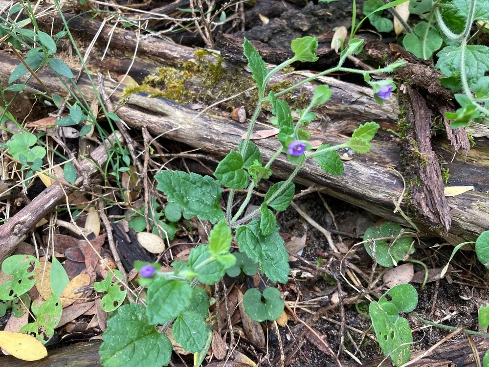 Vic Speedwell Trailing Speedwell — Sandy Point, Victoria
