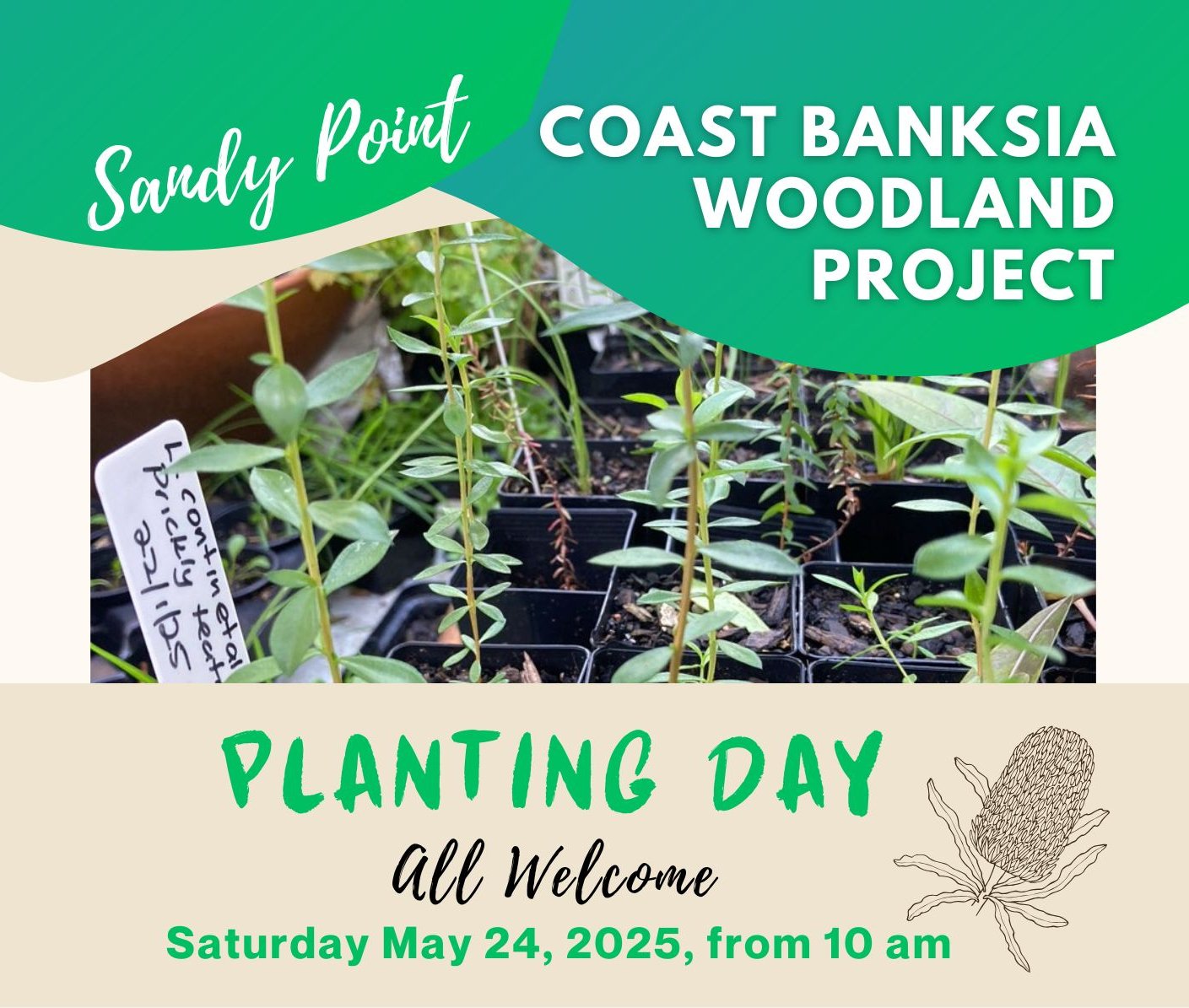 COMING UP THIS WEEKEND - Please let us know if you can join us.  Email to sandypointhabitat@gmail.com or text to 0499 006 800

Tube stock planting and Sausage Sizzle afterwards,  Saturday May 24, from 10am.
Coast Banksia Woodland Project - Roy Hender