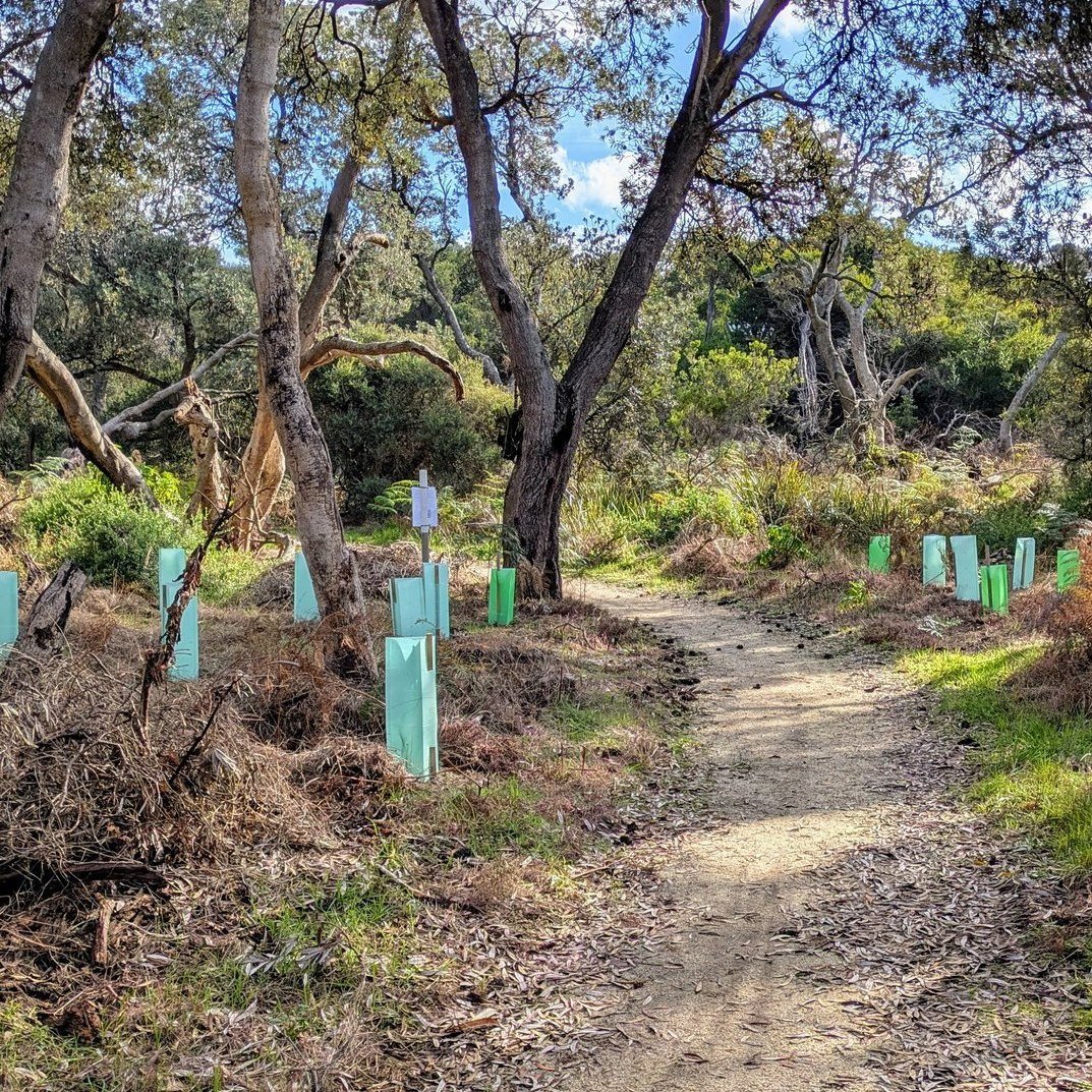 Next time you walk the Henderson Trail you'll see lots of new native plantings. You won't see lots of invasive weeds that have been removed. 

This is the culmination of the second year of the Coast Banksia Woodland Project, which has been funded by 