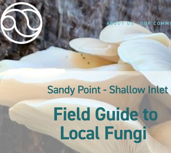 WHAT FUNGI IS THAT? 
The fungi of South Gippsland have made some international headlines lately. Check out our guide to fungi in Sandy Point to find out about some of our local beauties
NOTE : Fungi can be poisonous if consumed. SPCG does not recomme