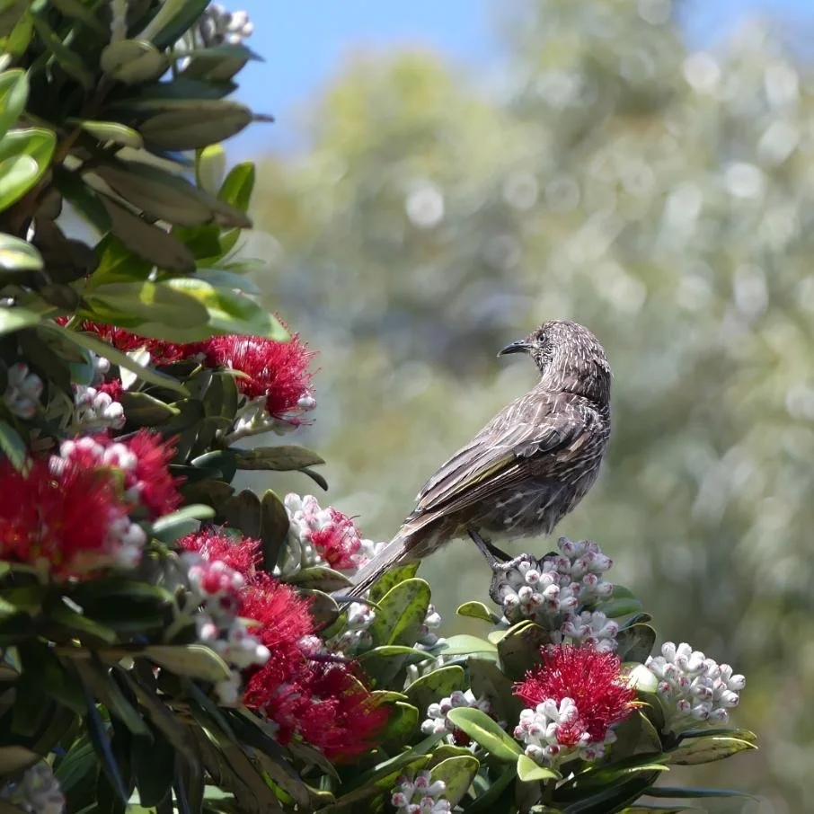 little-wattlebird-sandy-point-victoria