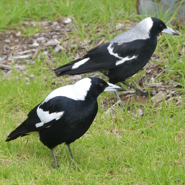 Australian Magpie — Sandy Point, Victoria