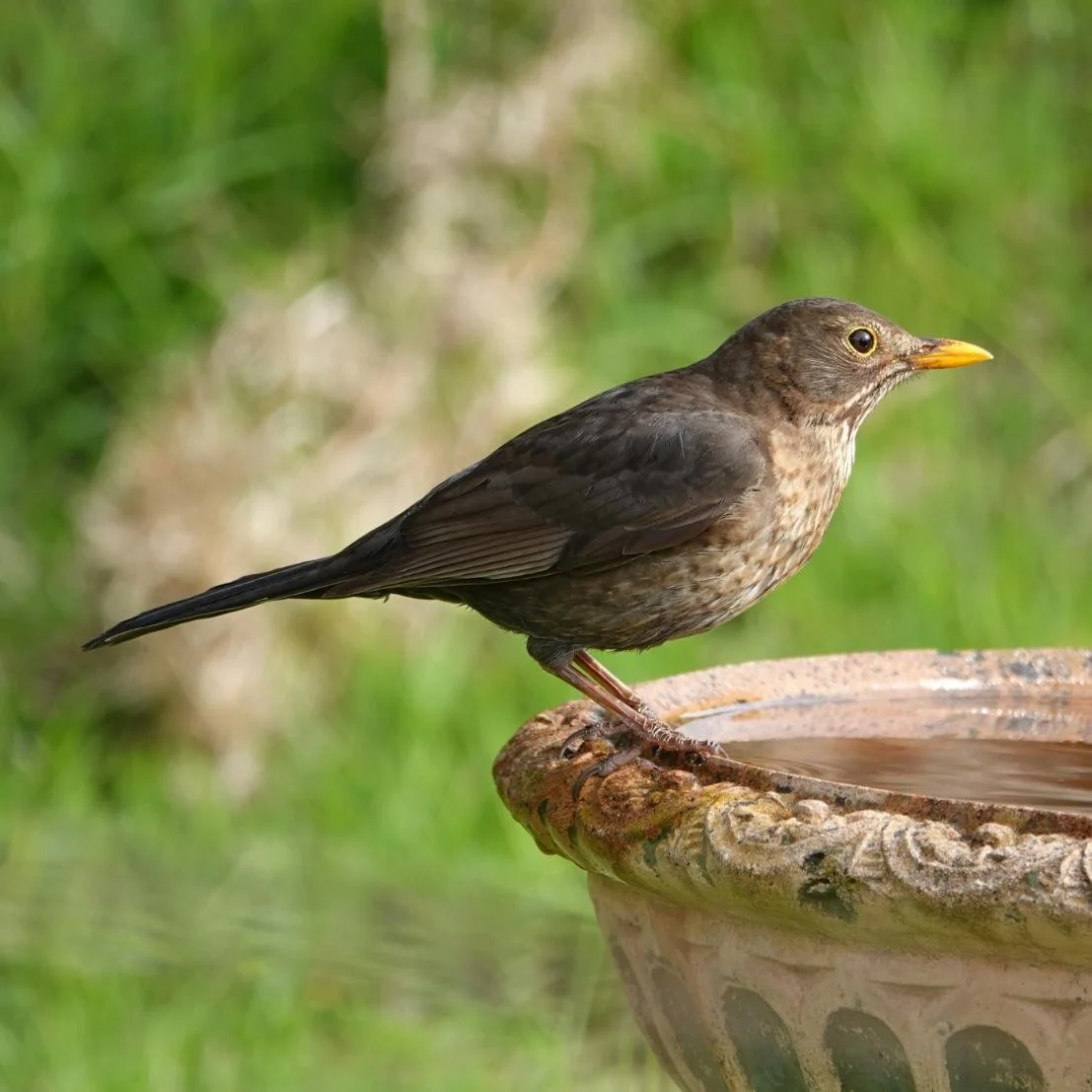 Female.    Photo by Michelle Fitzgibbon
