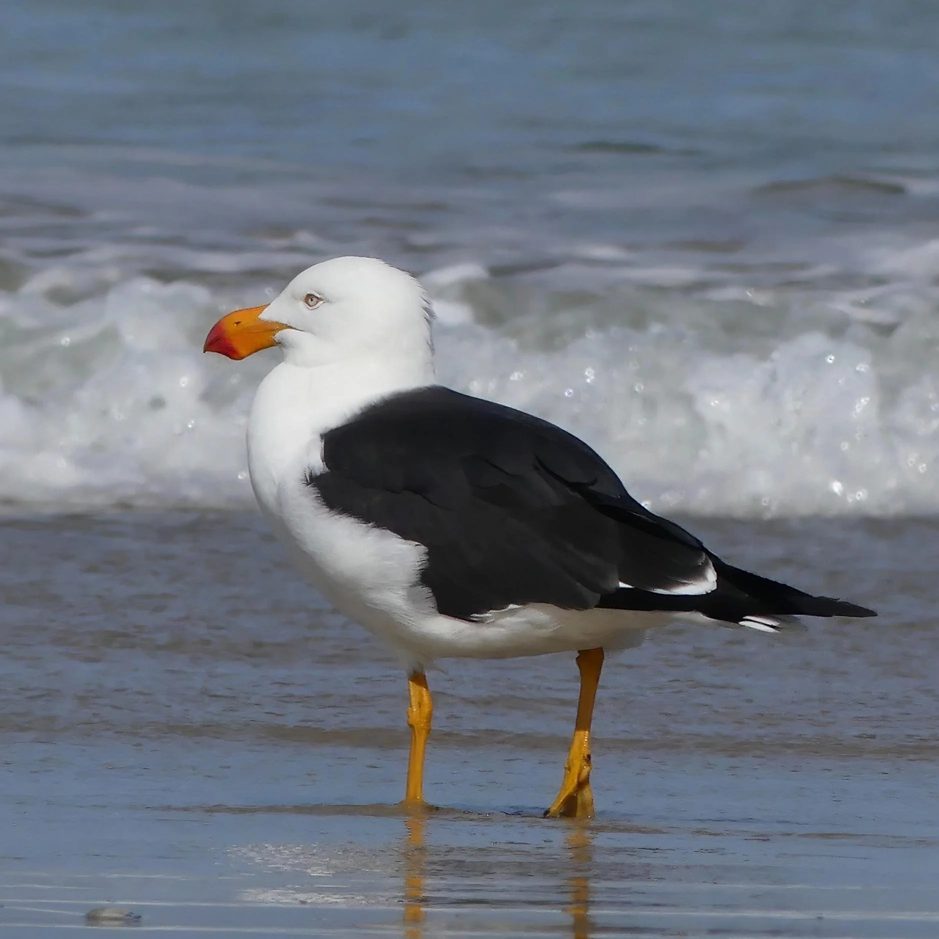 Pacific Gull — Sandy Point, Victoria