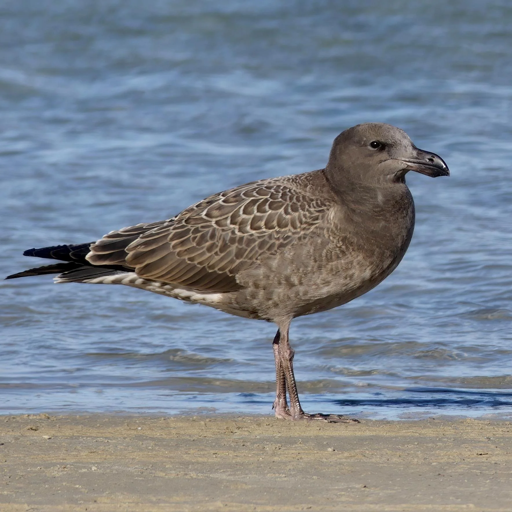 Pacific Gull — Sandy Point, Victoria