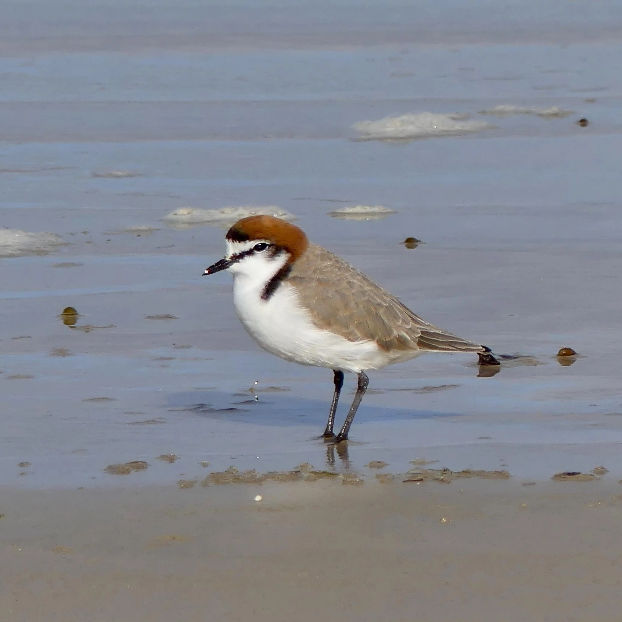 Red-capped Plover — Sandy Point, Victoria