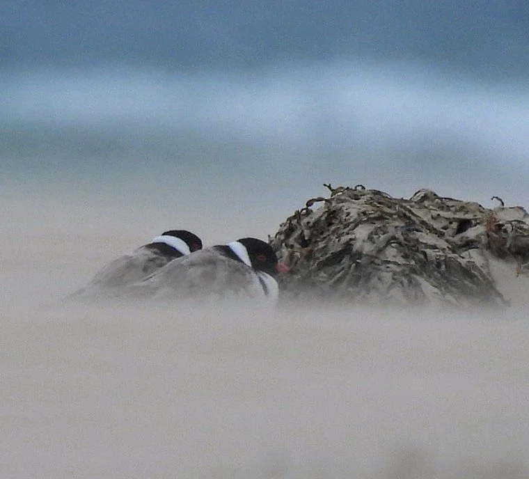 Hoodies sheltering and breeding. 
During the 'severe' weather on the spit this weekend this hardy pair of hoodies sheltered from driven sand behind a clump of seaweed. Last week they were observed nearby as they courted, briefly mated and dug scrapes