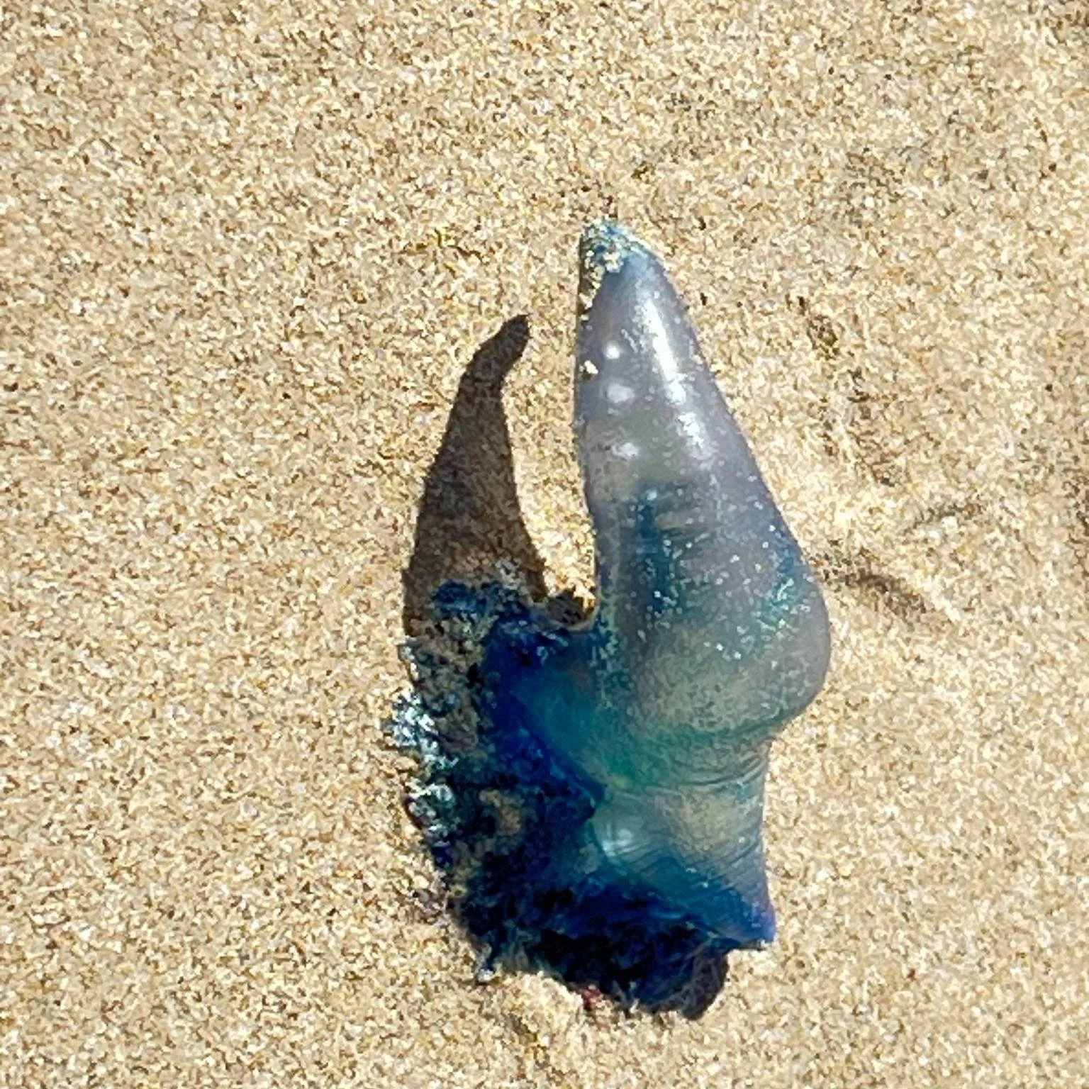 Watch yourselves and your dogs - Bluebottles are on the beach.
Another good reason to leash your dog - as well as to protect our beach-nesting birds.