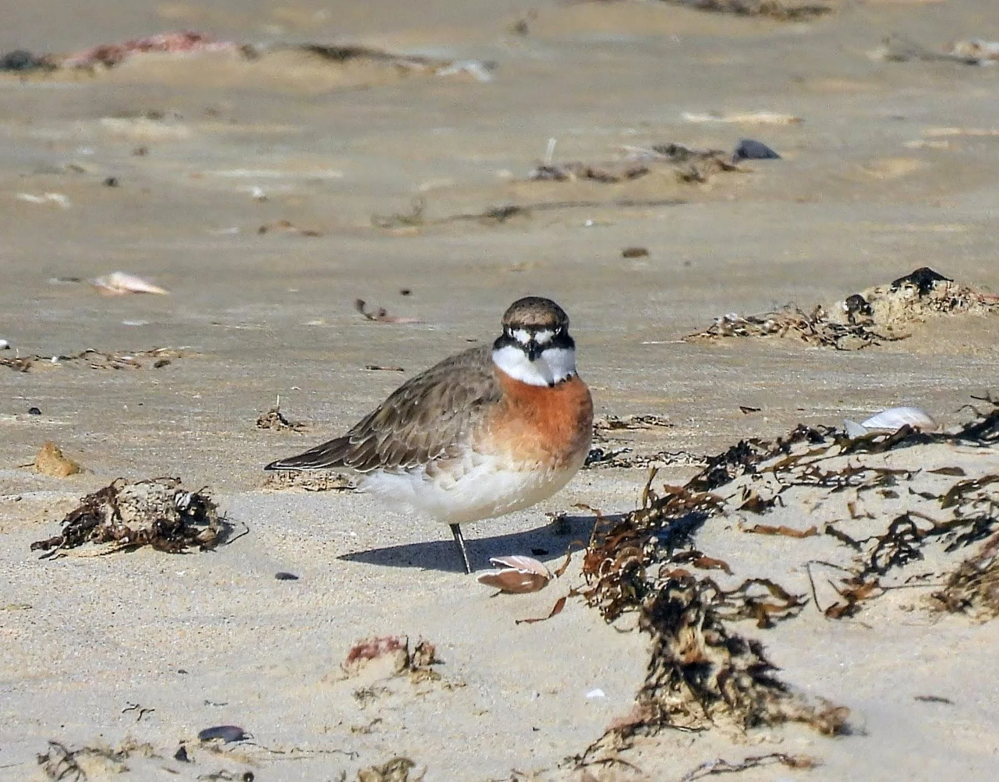 Spotted this week ... the migratory Siberian Sand Plover.

Learn more about our Birds of Sandy Point and Shallow Inlet at www.sandypoint.vic.au/birdlife

Photo supplied by Wendy Hayes, Birdlife Australia monitor.