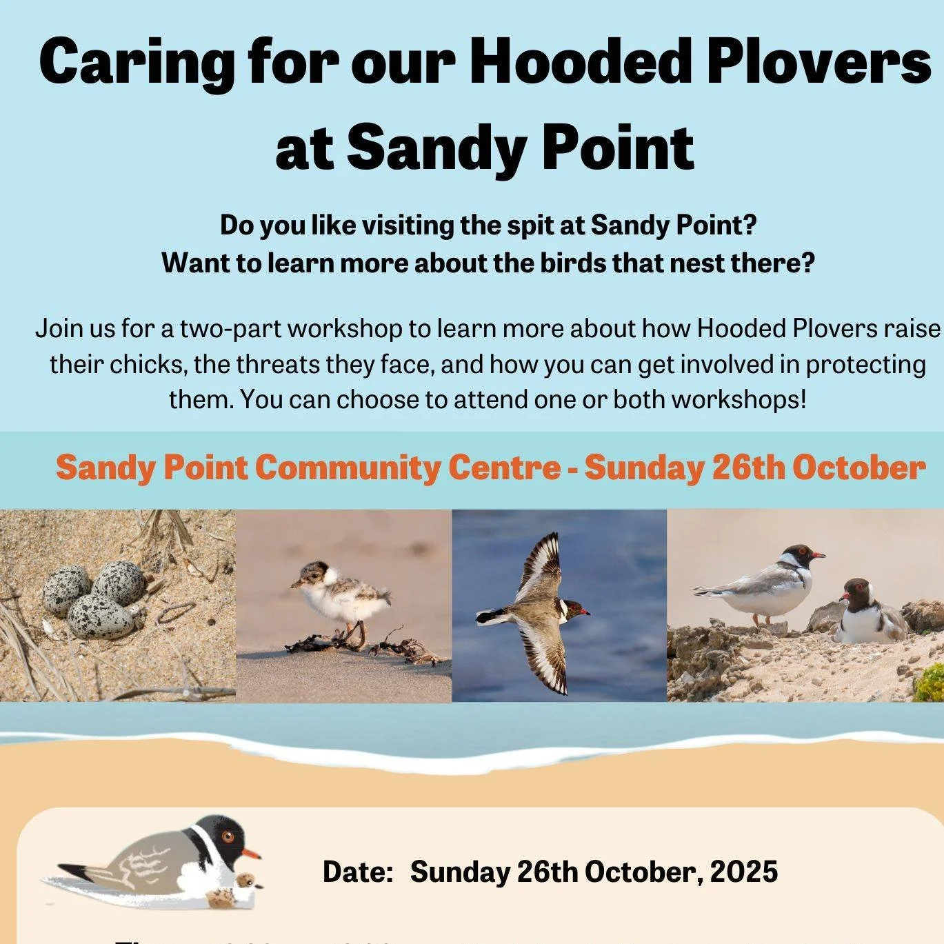 Do you like visiting the spit at Sandy Point?
Want to learn more about the birds that nest there?
Join us for a two-part workshop to learn more about how Hooded Plovers raise
their chicks, the threats they face, and how you can get involved in protec