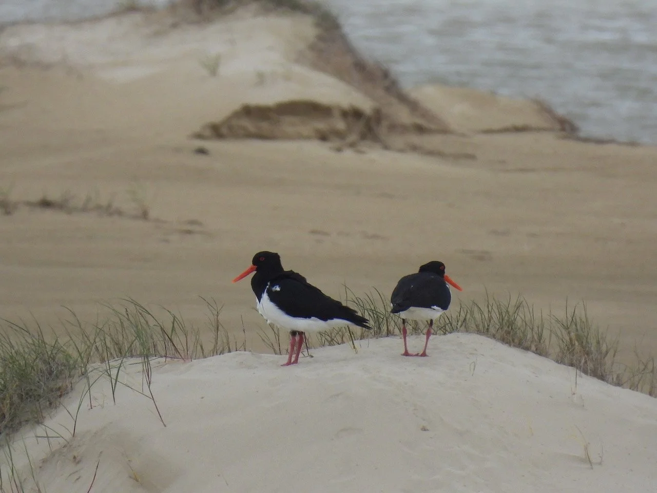 Here&rsquo;s a couple of photos taken over the weekend while Hoodie monitoring ... a vigilant pair of Pied Oystercatchers on the spit at the winter lakes.
(Wendy Hayes, BLA monitor)

See more about these and other beach birds - sandypoint.vic.au/bird