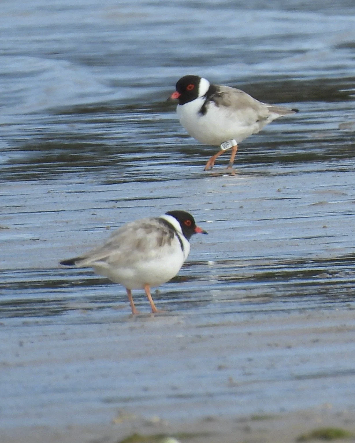 Deciphering the Hoodie world is fascinating.

This pair (WP/ unbanded) were enjoying a respite from the previous night&rsquo;s gale as they foraged with a small flock of Sooty Oystercatchers yesterday afternoon on our sandspit. 

When we understand H