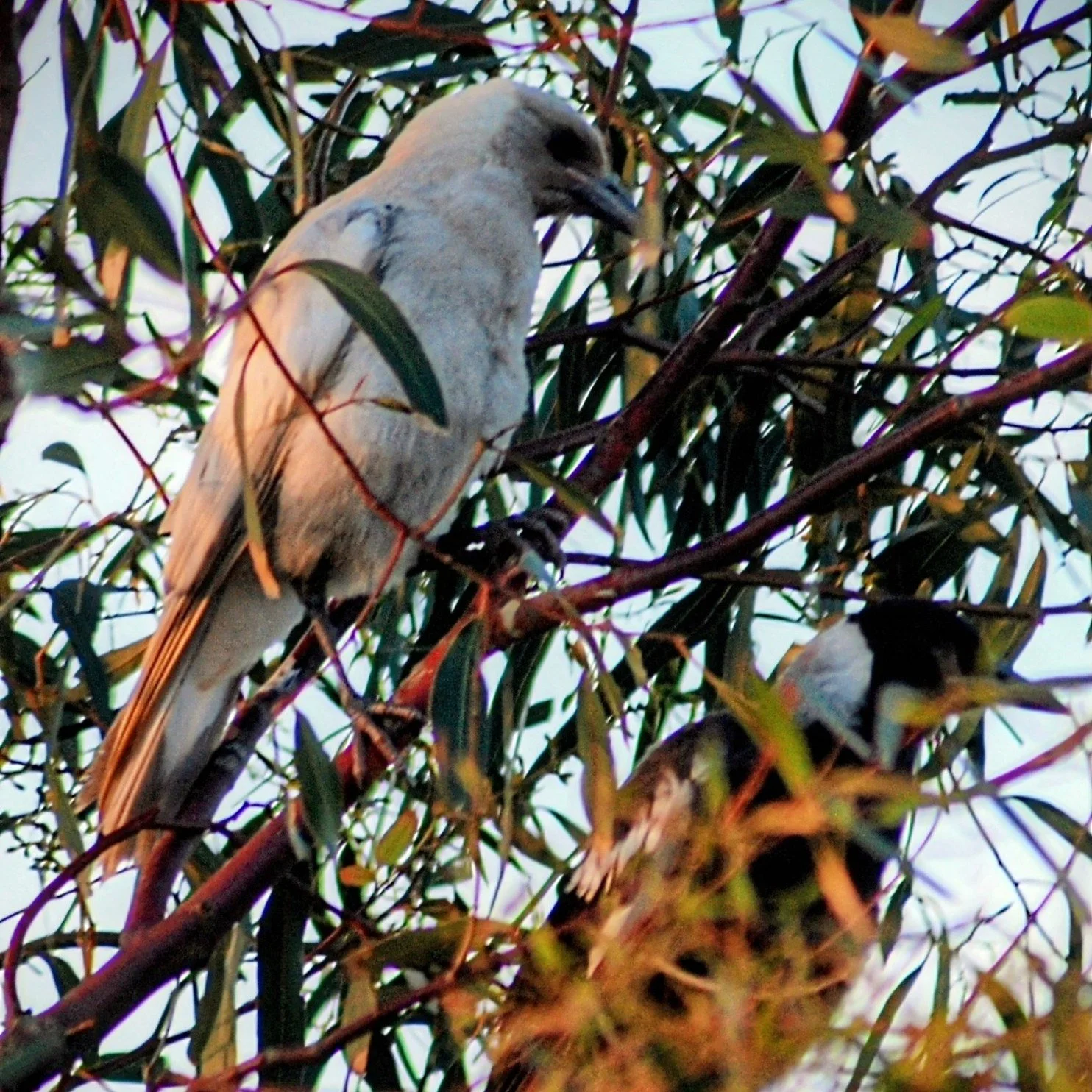 ** A rare albino magpie has been sighted in Sandy Point **

Here it is with its  normal-coloured mother.
OK, no, it's not an albino. It's a leucistic magpie. Luecism is a rare genetic condition that partially affects pigmentation - it does not affect