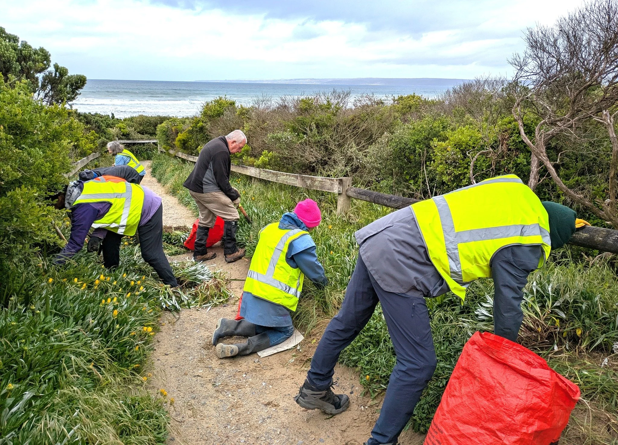 Thank-you to all the wonderful volunteers who got 'stuck in' this morning to remove a huge amount of a very invasive weed from Ned Neale's beach track.  Gazanias will be an ongoing concern for us and the environment in general. Read more about them i
