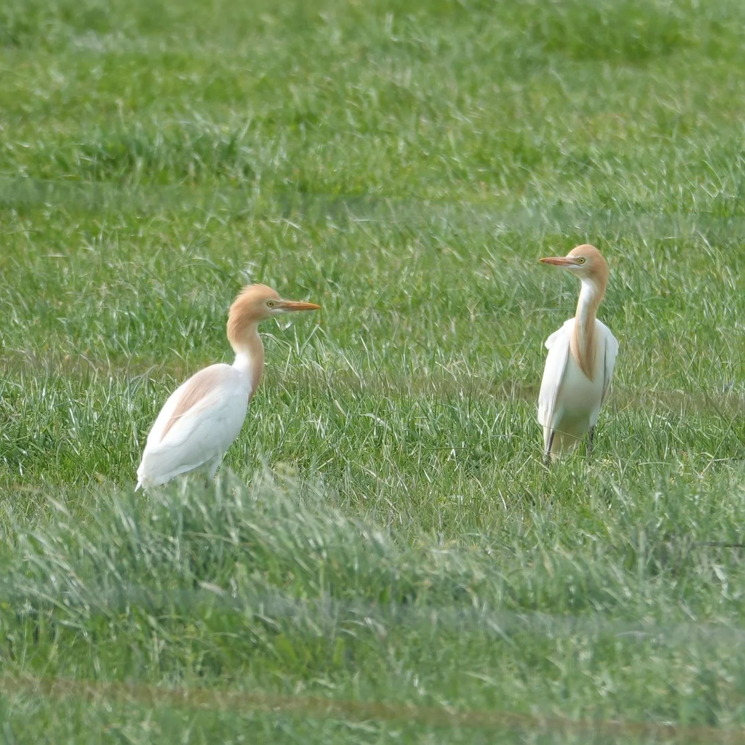Cattle Egrets in farmland on Sandy Point Road
