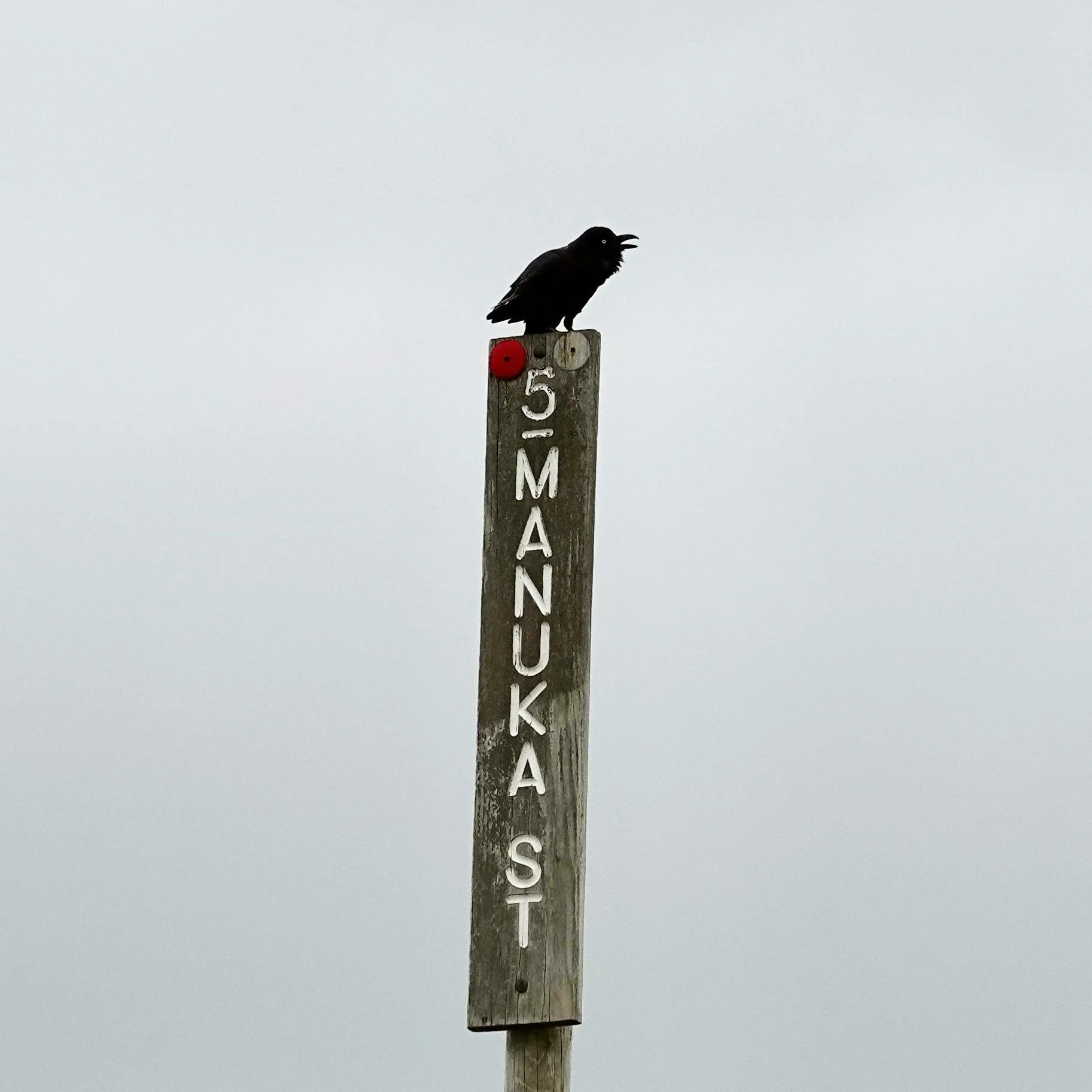 Little Raven on the beach at Sandy Point beach
