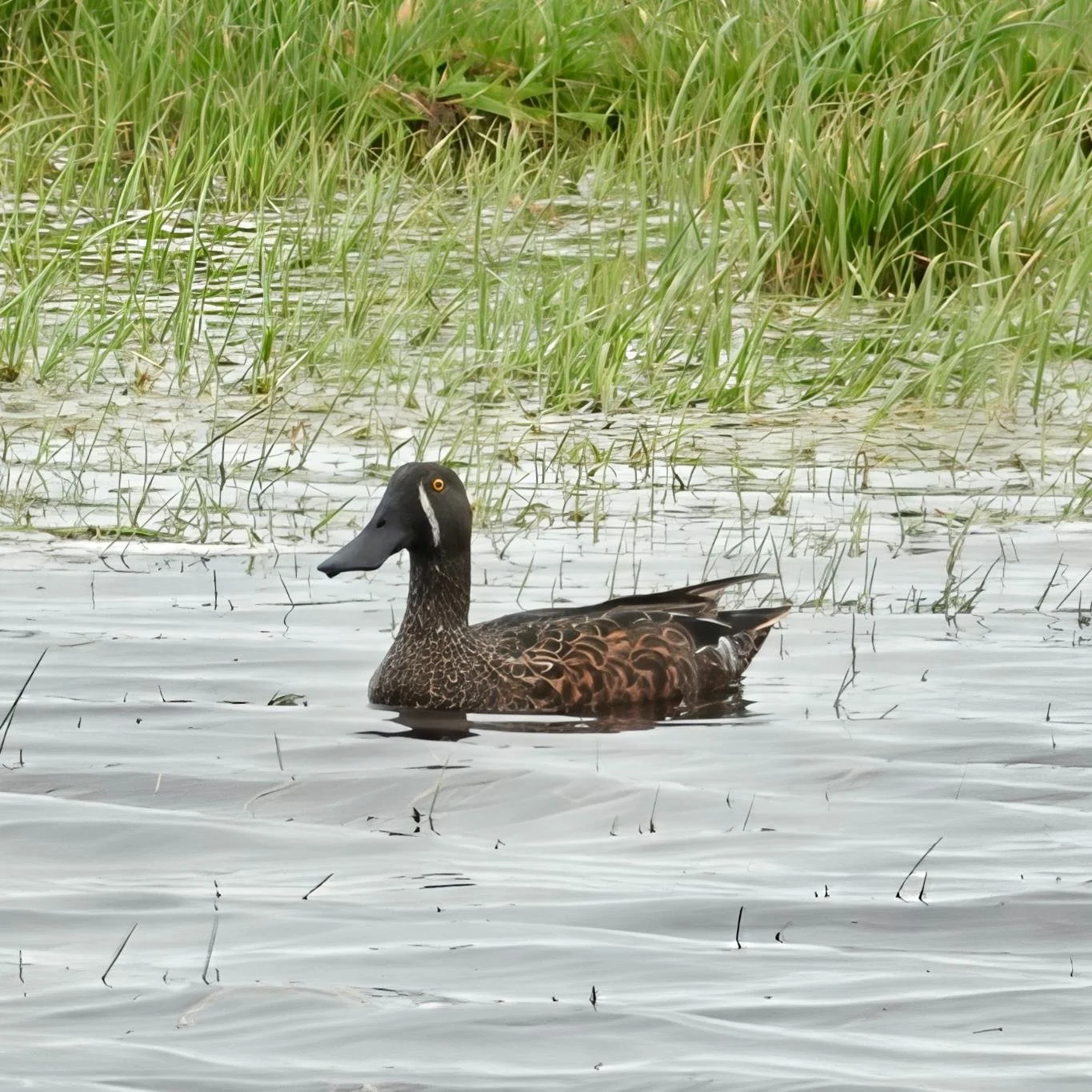Australasian Shoveler male in farmland on Sandy Point Road