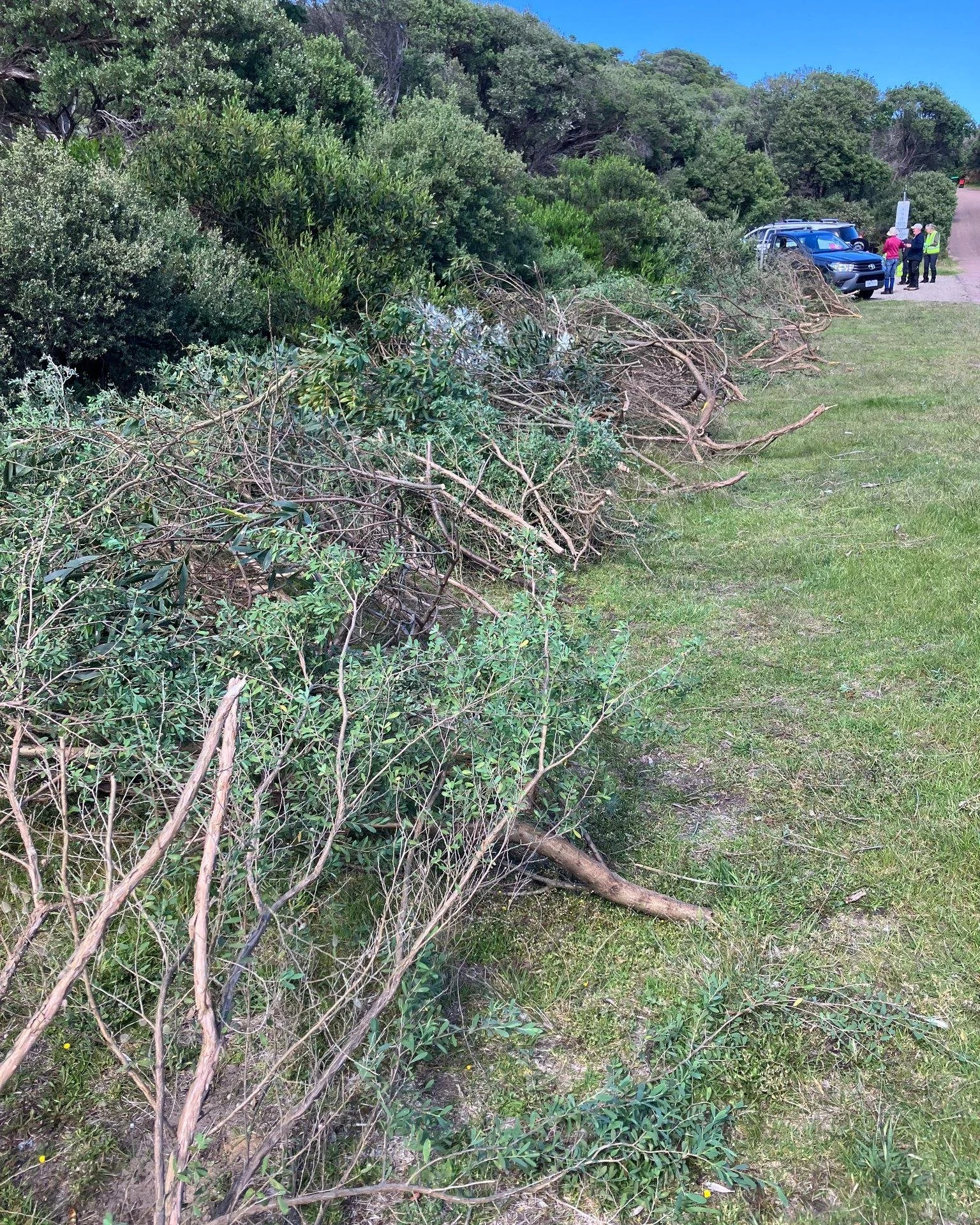 Creating healthier grasslands
On Friday 21st November 2025 local volunteers cut and removed some Coast Tea-tree and Coast Wattle from a number of small areas adjacent to the Trail near Manuka Street.
This will enhance the health of the nearby young C