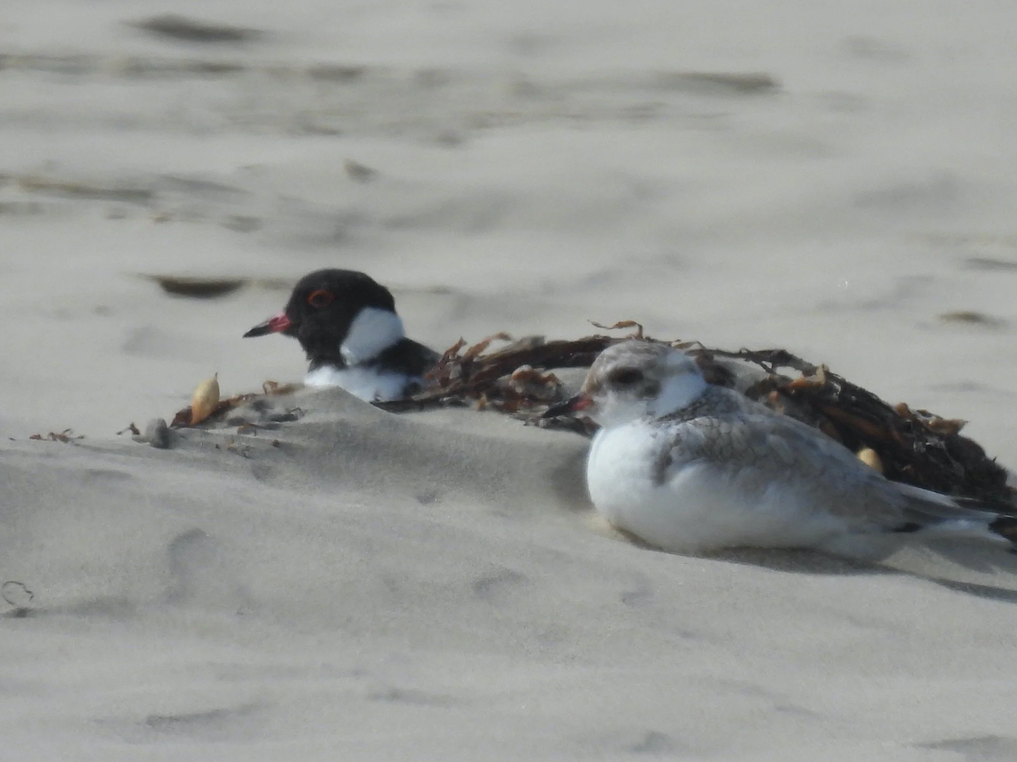 Hoodie Holiday News

�Sandy Point has a fledged Hoodie chick on the spit. 

The full-sized, robust  chick was relaxed when last seen roosting with its protective parent in a flock of 6 Hooded Plovers. Its parents,  expert at keeping their nest and ch