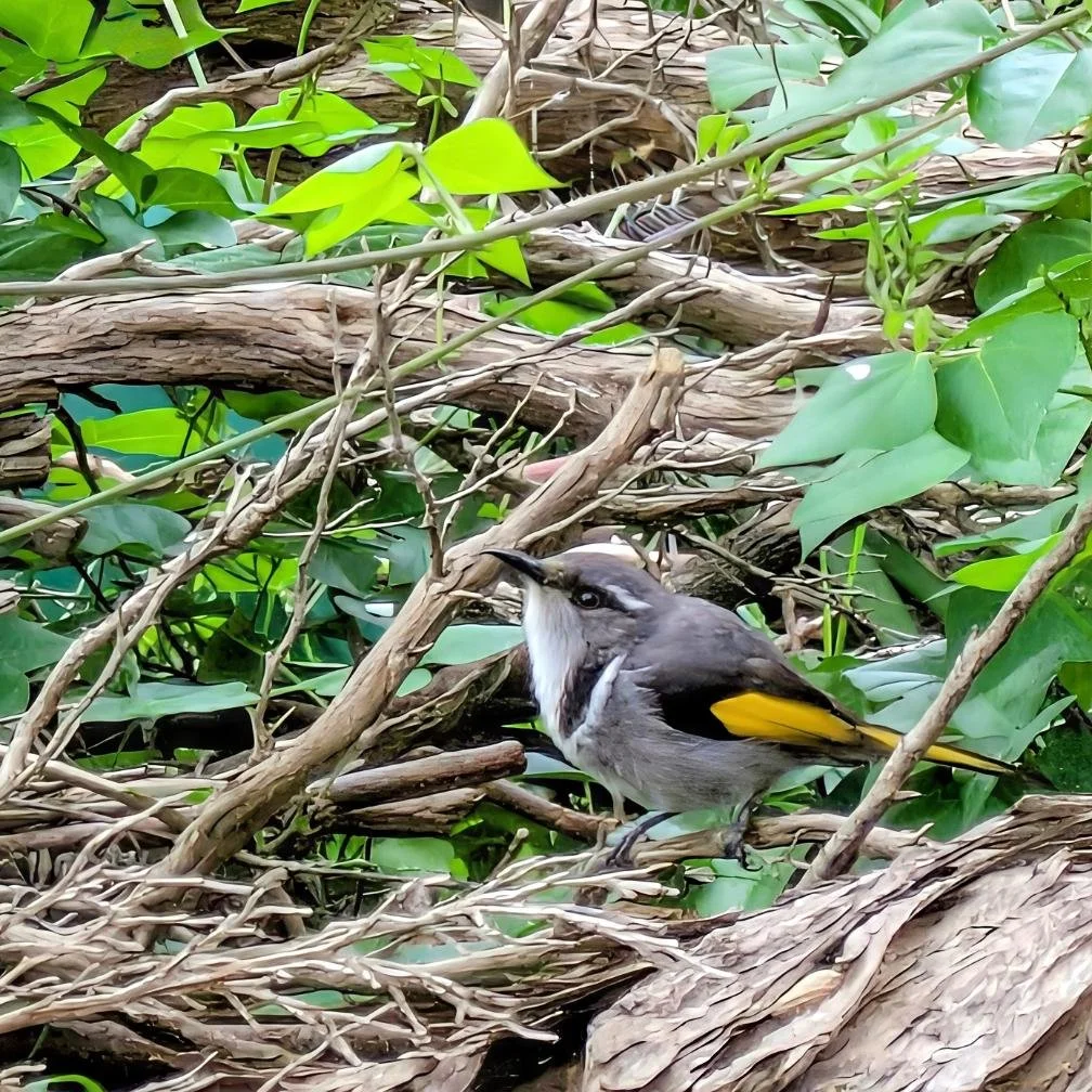 Crescent Honeyeater in Sandy Point