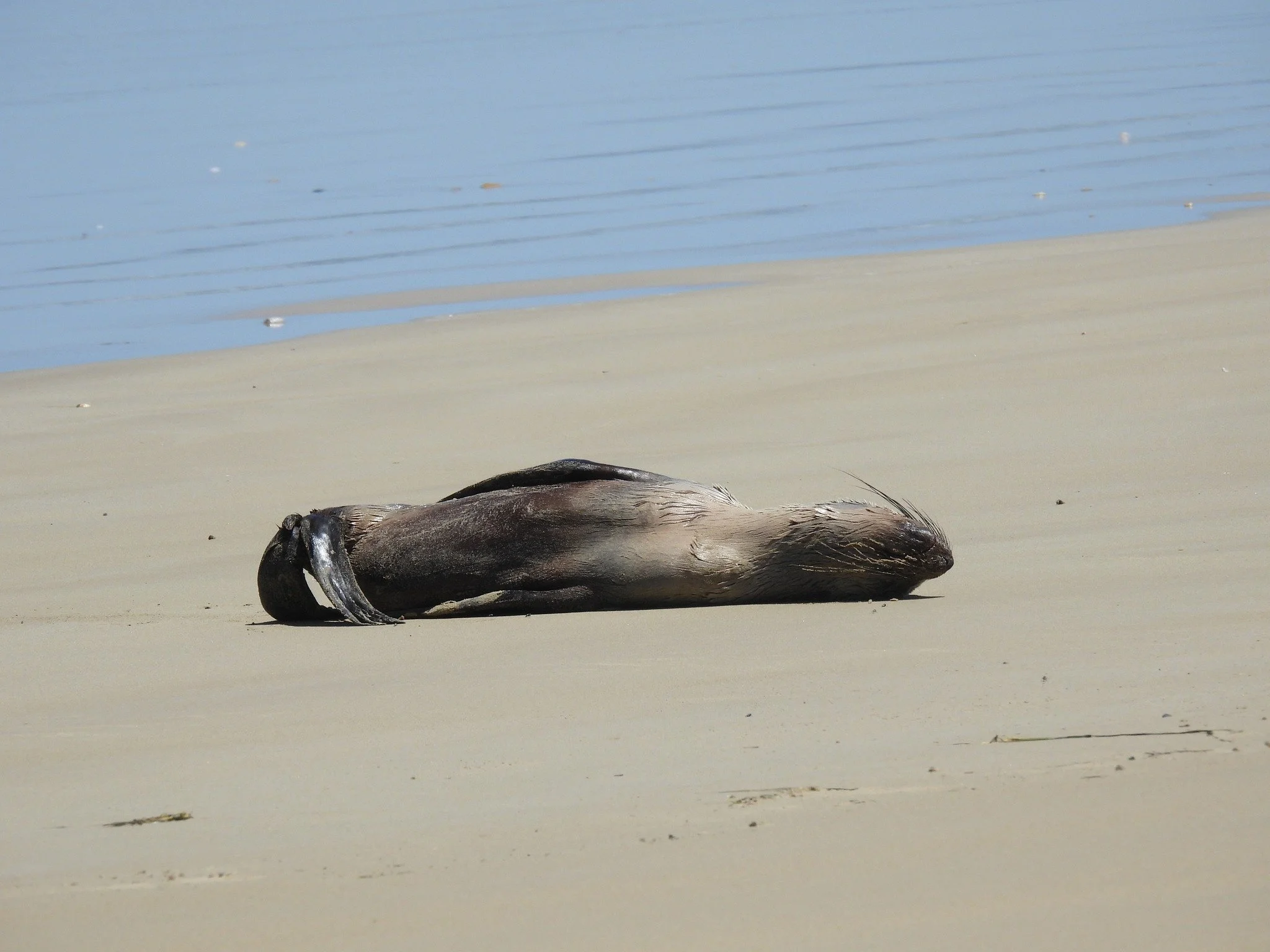 Seal hauled out on the spit unfazed by yesterday's heat.

Photos:  Wendy Hayes