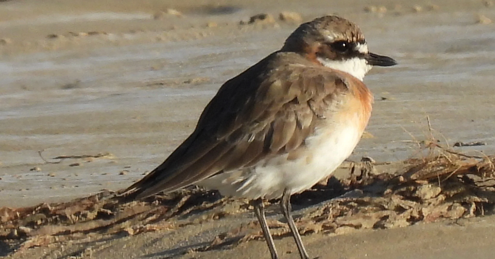 Not all Plovers are Hoodies.
Plovers observed on the Sandy Point sand spit in the last  few days...
this visiting Siberian Sand Plover regularly migrates here for summer after breeding in Siberia during our winter.  The vigilant Red-capped Plover and