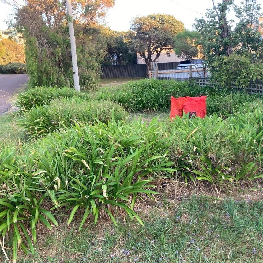 AGAPANTHUS  REMOVAL
As part of the SPCG Planet Ark Project, volunteers from the WiSP Habitat Group have removed 6 ute/trailer loads of agapanthus from the corner of Ennisvale Avenue and  Graeme Grove. 
Thanks go to Rob for firstly digging up most of 
