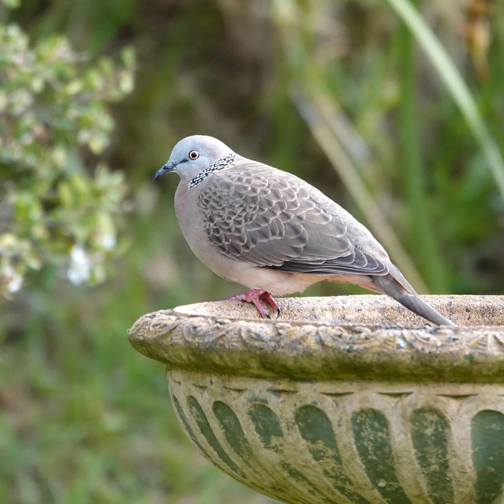 Spotted Dove — Sandy Point, Victoria