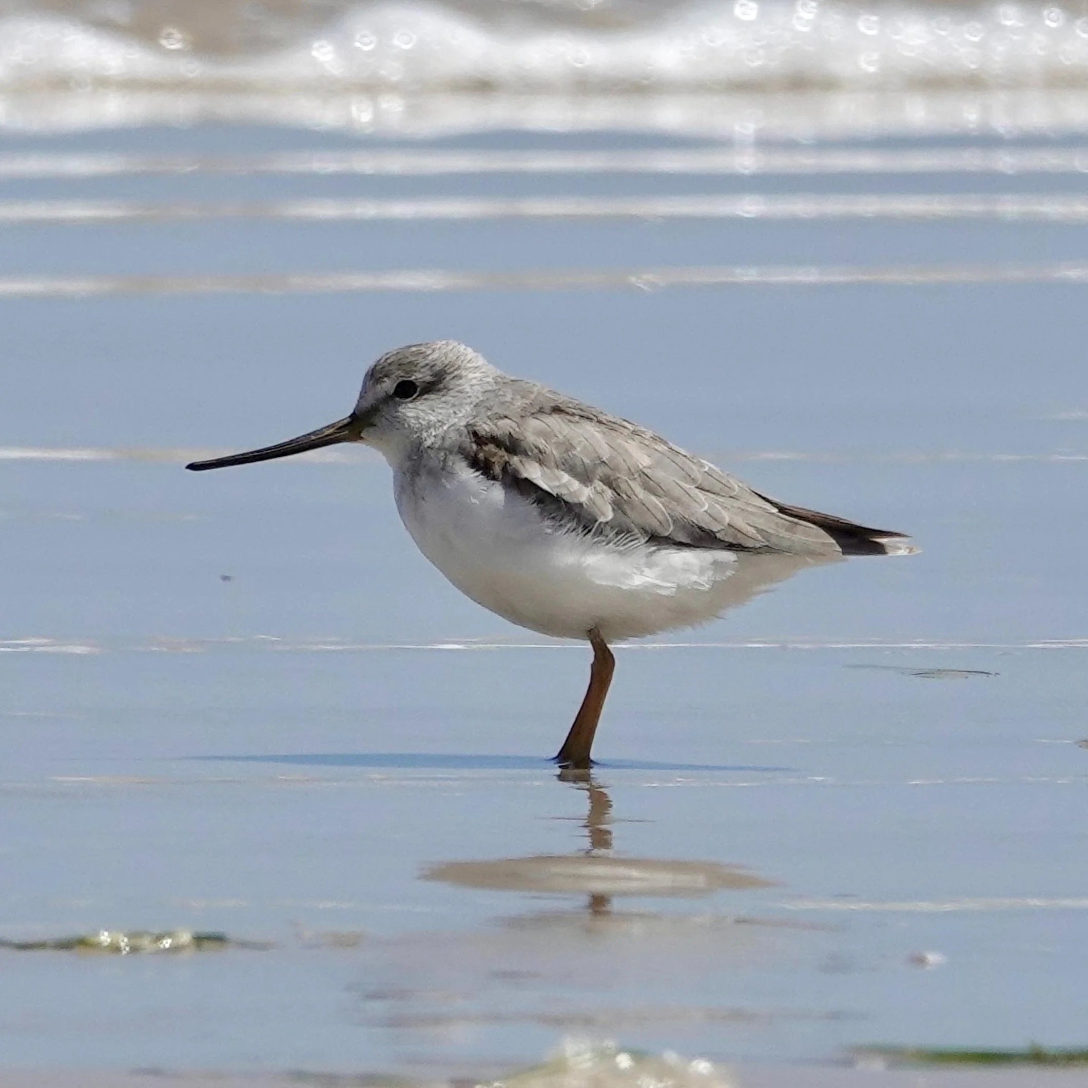 Terek Sandpiper on the spit at Sandy Point