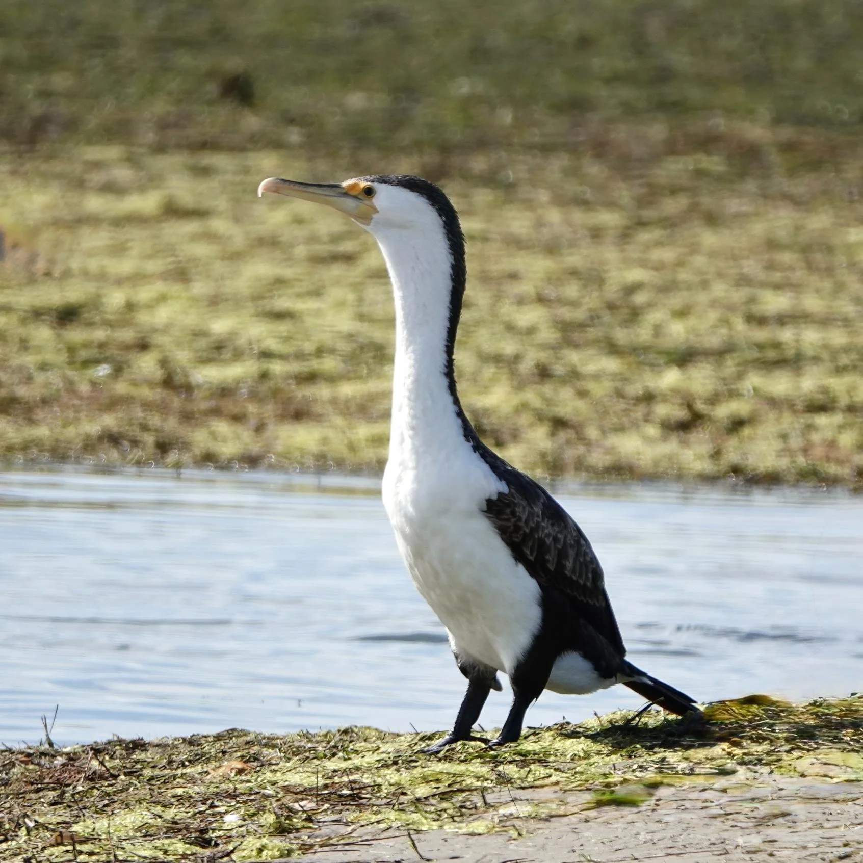 Pied Cormorant at Shallow Inlet