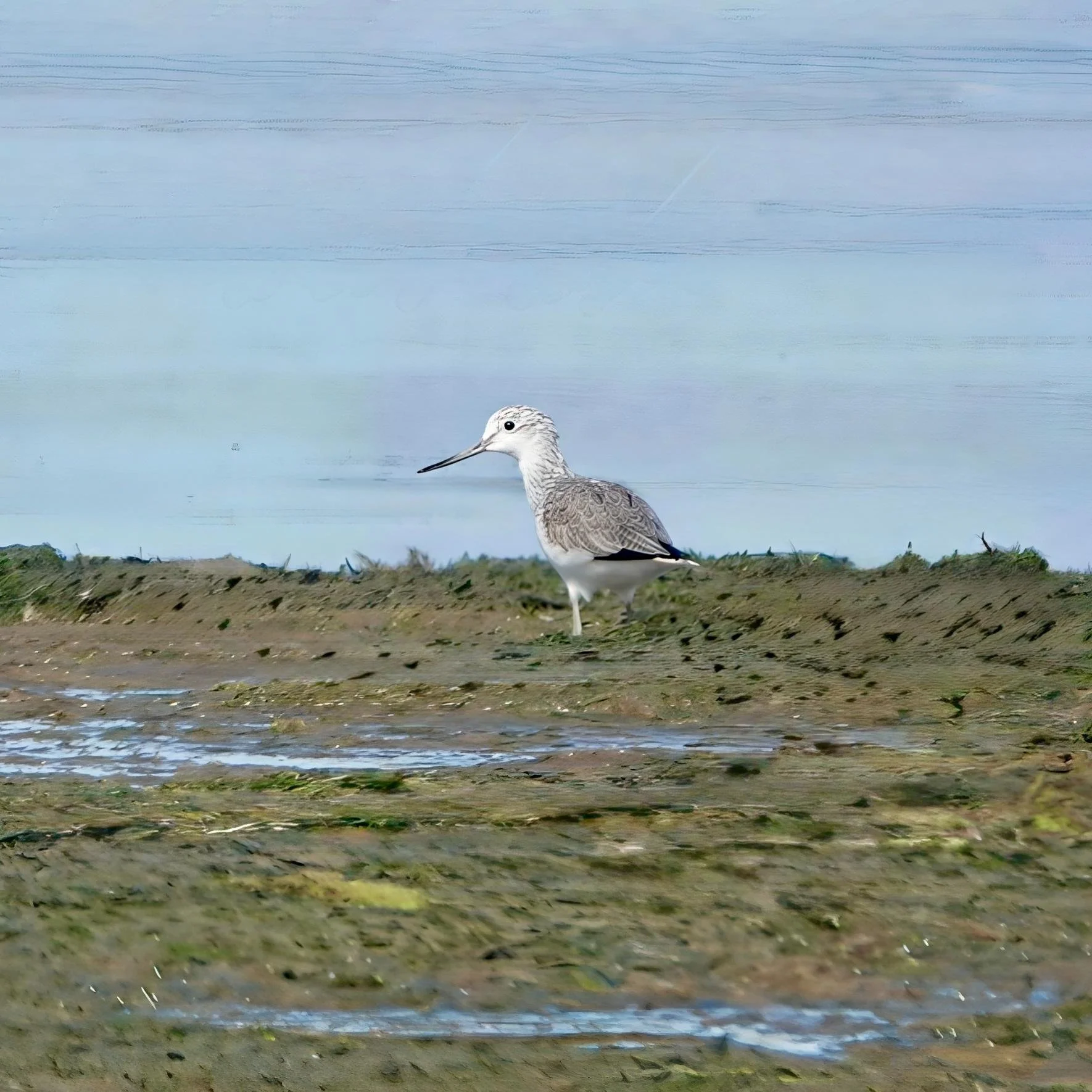 Common Greenshank at Shallow Inlet