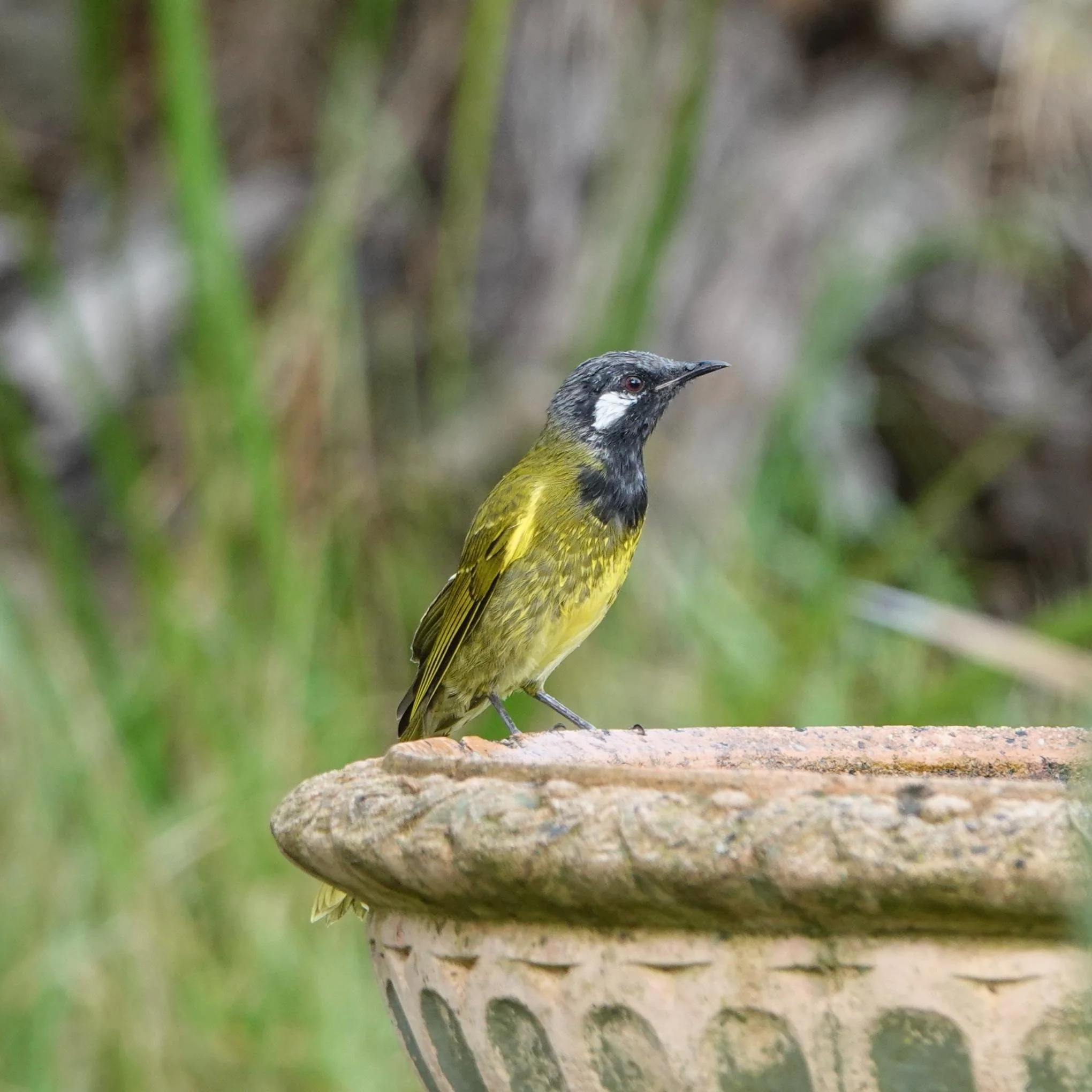 White-eared Honeyeater in the village at Sandy Point