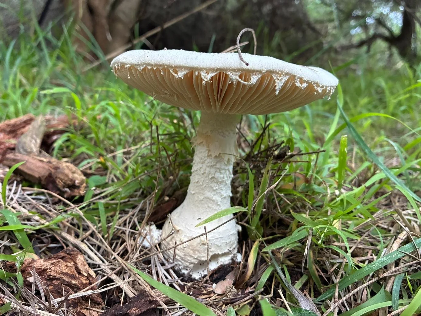 Australian Flour Lepidella