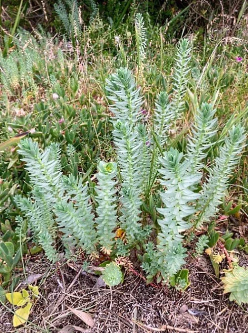 Sea Spurge Biocontrol