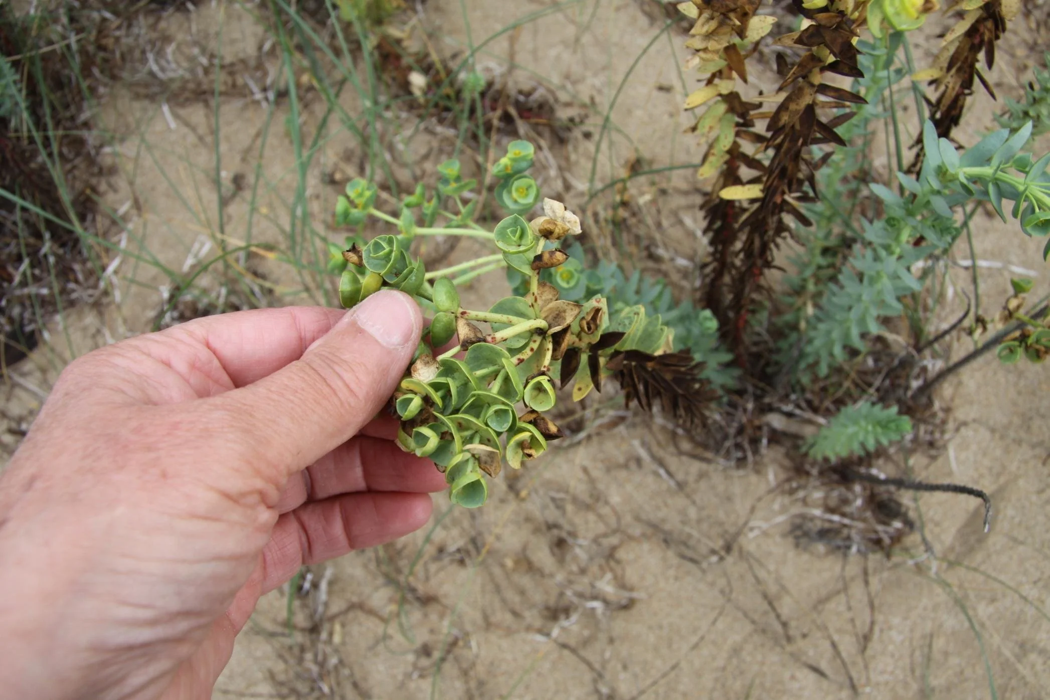 Sea Spurge at Sandy Point