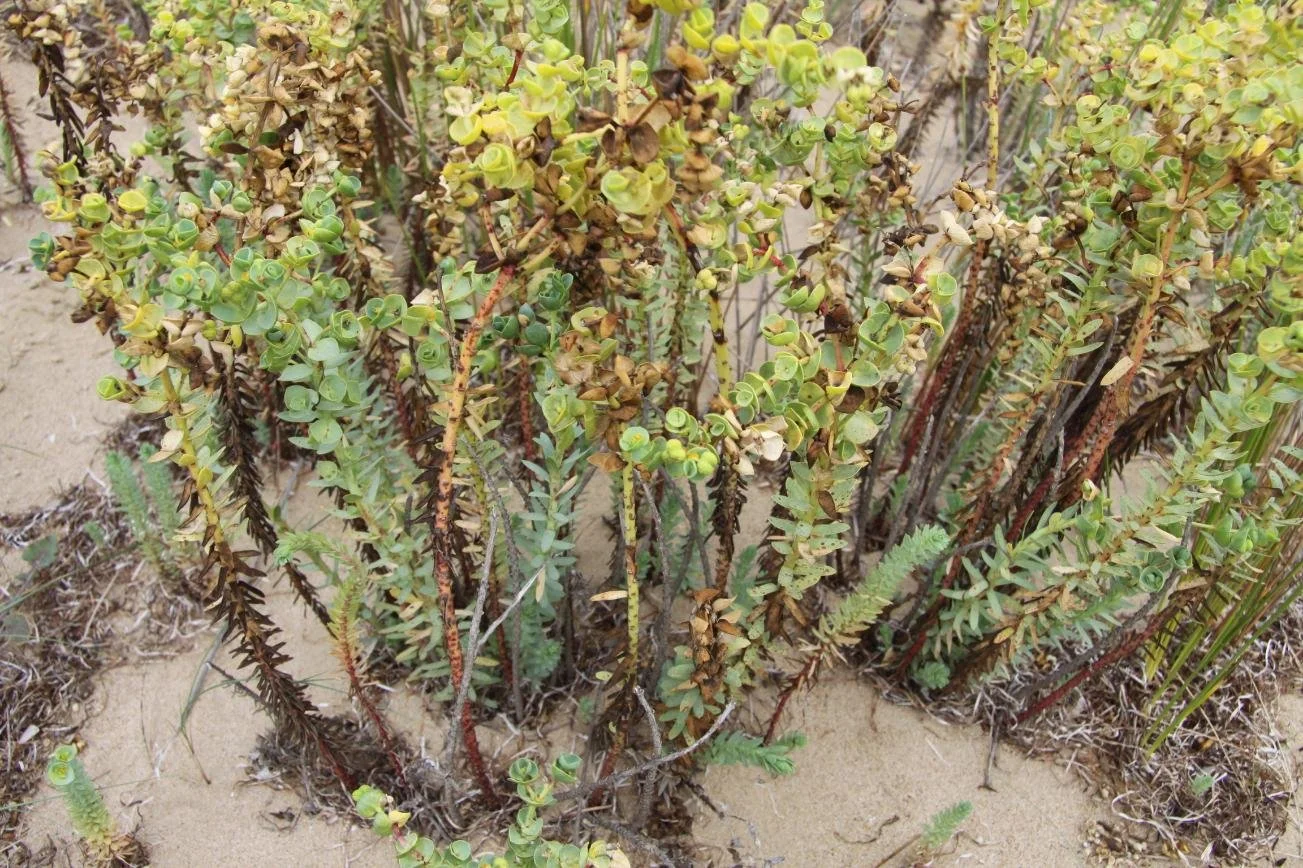 Sea Spurge at Sandy Point