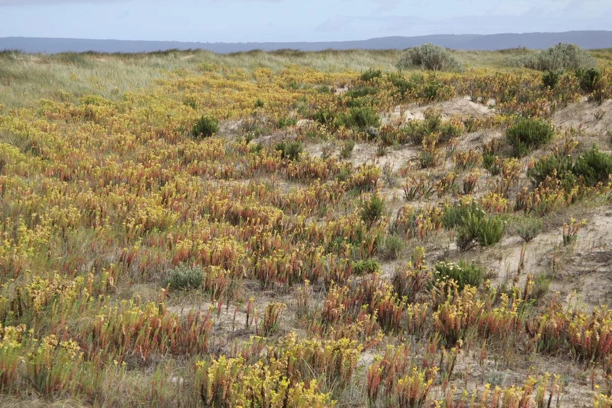 Sea Spurge at Shallow Inlet
