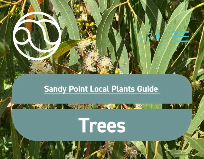 Do you know which trees are native to Sandy Point?  Learn more in our Guide to Local Plants of Sandy Point &amp; Shallow Inlet.
www.sandypoint.vic.au/local-plants
National Tree Day is tomorrow, July 26.  https://nationaltreeday.org.au/