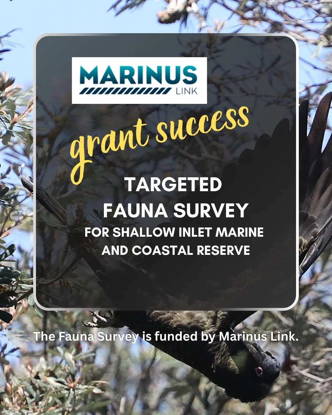 Targeted Fauna Survey for Shallow Inlet Marine and Coastal Park

This grant from Marinus Link will fund a targeted fauna survey of a specific section of the Shallow Inlet Marine and Coastal park. 
This SPCG &amp; WiSP project is in collaboration with