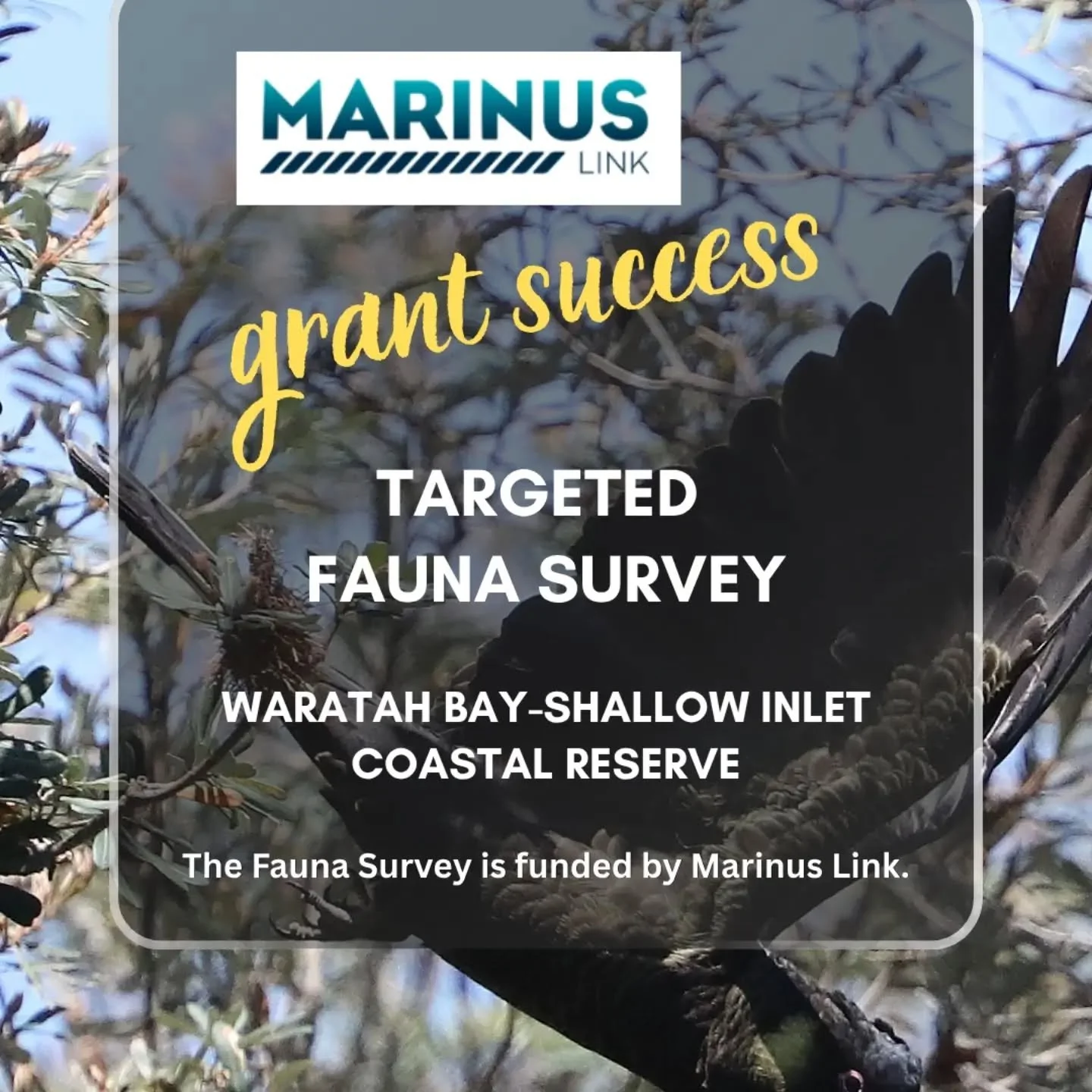 Targeted Fauna Survey for Waratah Bay-Shallow Inlet Coastal Reserve

This grant from Marinus Link will fund a targeted fauna survey of a specific section of the Coastal Reserve. 
This SPCG &amp; WiSP project is in collaboration with the Sandy Point W