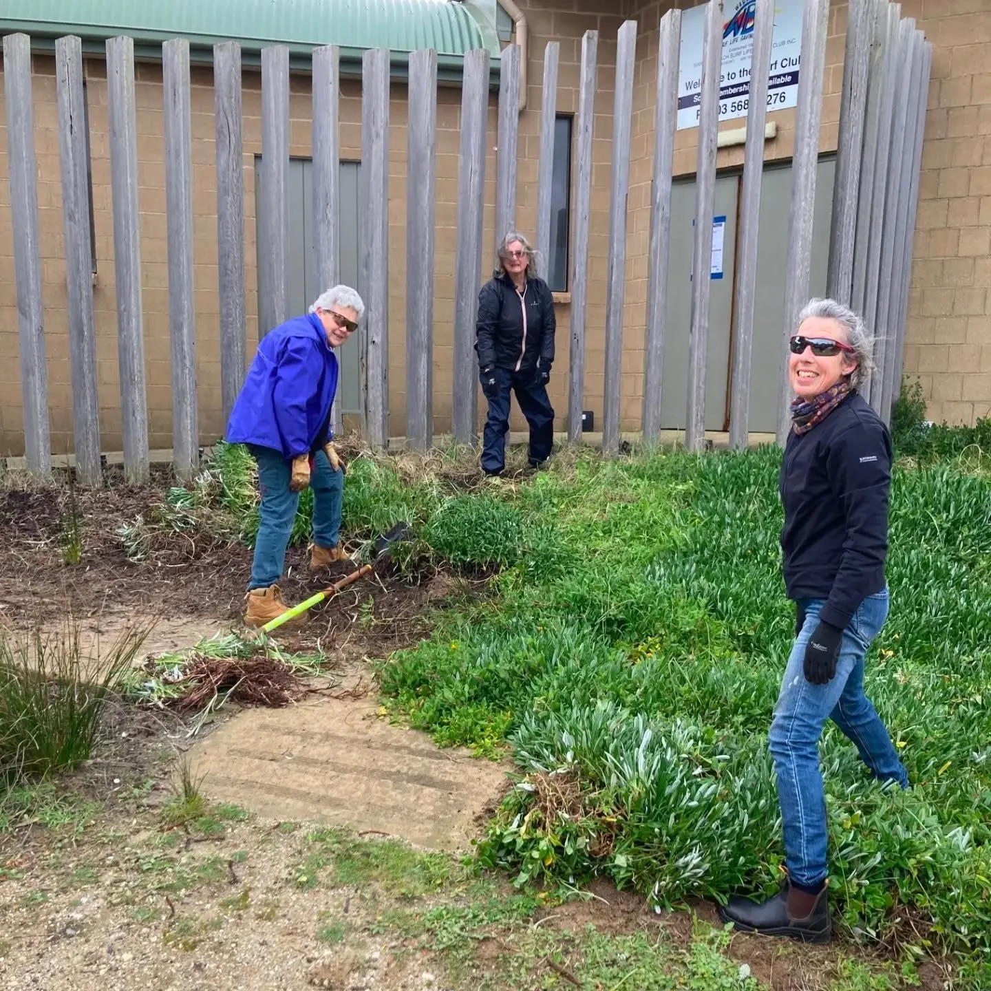 GAZANIAS  BE  GONE! 
This invasive weed is being removed from around the Surf Club in preparation for the planting of a variety of native indigenous plants in spring. 
Learn more about local invasive weeds at www.sandypoint.vic.au/weeds