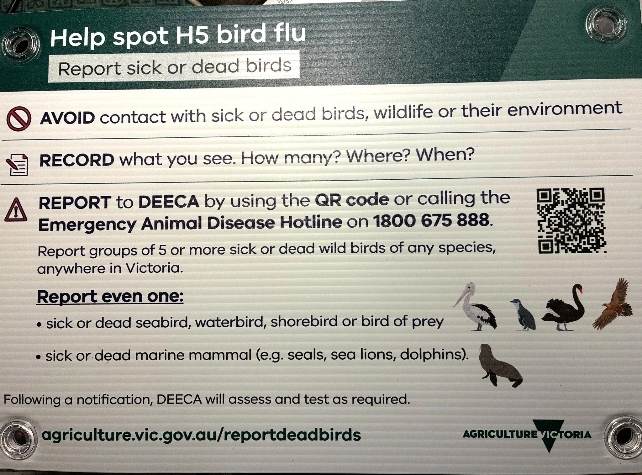 Signage has now been erected by DEECA staff at Sandy Point main beach and Shallow Inlet. They clearly outline Bird Flu advice for the community. Please read and follow the instructions given.
Dead  birds, Greater Crested Terns, have been found on the