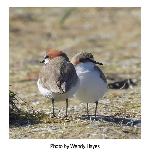 This RED-CAPPED PLOVER pair is breeding on our sandspit. 

The RCP pair in this photo is currently nesting on the sandspit on an area where people cross from inlet to ocean.  A shallow scrape on the bare sand contains their 2 camouflaged eggs which a